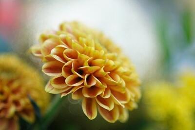 Dahlia 53e8d34348 640