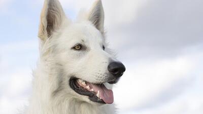 Dog 53e8d04b43 640