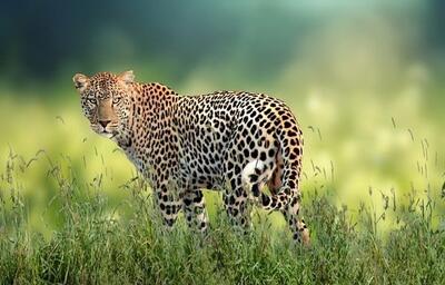 Leopard 53e8d0414f 640