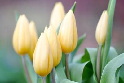 Tulips 53e8d34348 640