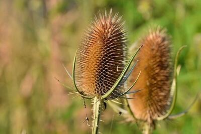 Wild teasel 53e8d34342 640